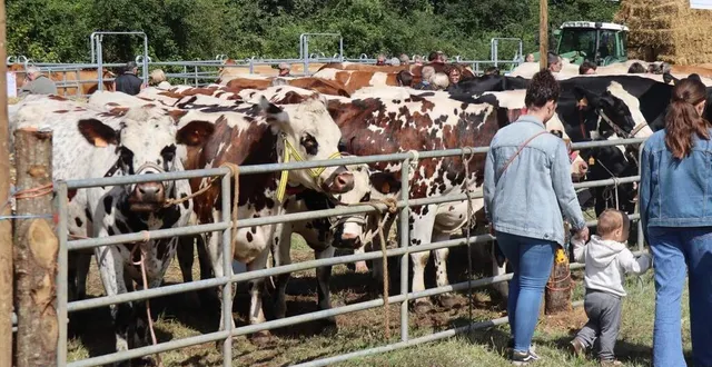 photo  les vaches du foirail au comice cantonal 2023, organisé à parcé-sur-sarthe.  &copy;  archives ouest-france 