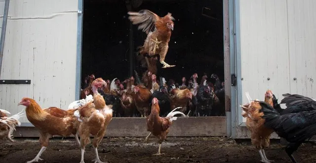 photo  sauf restrictions temporaires liées, par exemple, aux épidémies de grippe aviaire, les volailles de la ferme de kerguilavant gambadent quotidiennement à l’air libre.  &copy;  nicolas legendre / bretons en cuisine 