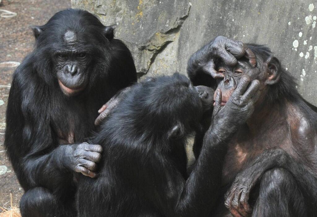 Les grands singes dans le monde - Hominides