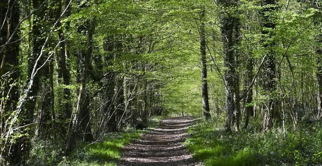 photo  la région des pays de la loire se prépare à faire feu de tout bois pour les haies et la forêt.  &copy;  archives le maine libre – hervé petitbon 