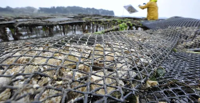 photo  un parc ostréicole à baden (morbihan). photo d’illustration.  &copy;  archives ouest-france / thierry creux 