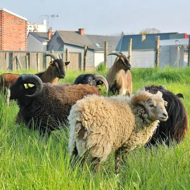 photo quatre moutons d’ouessant et deux boucs pâturent depuis jeudi 20 avril 2023 en lisière du parc du château, à l’arrière du pôle culturel l’apostrophe, à sablé-sur-sarthe.  ©  ouest-france