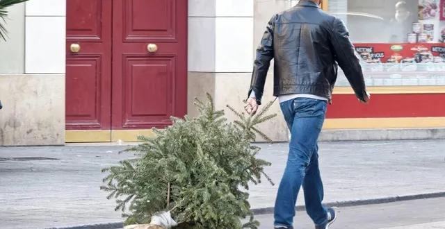 photo  les sapins doivent être apportés sans décorations, neige artificielle ou sac de transport.  &copy;  archive ouest-france 
