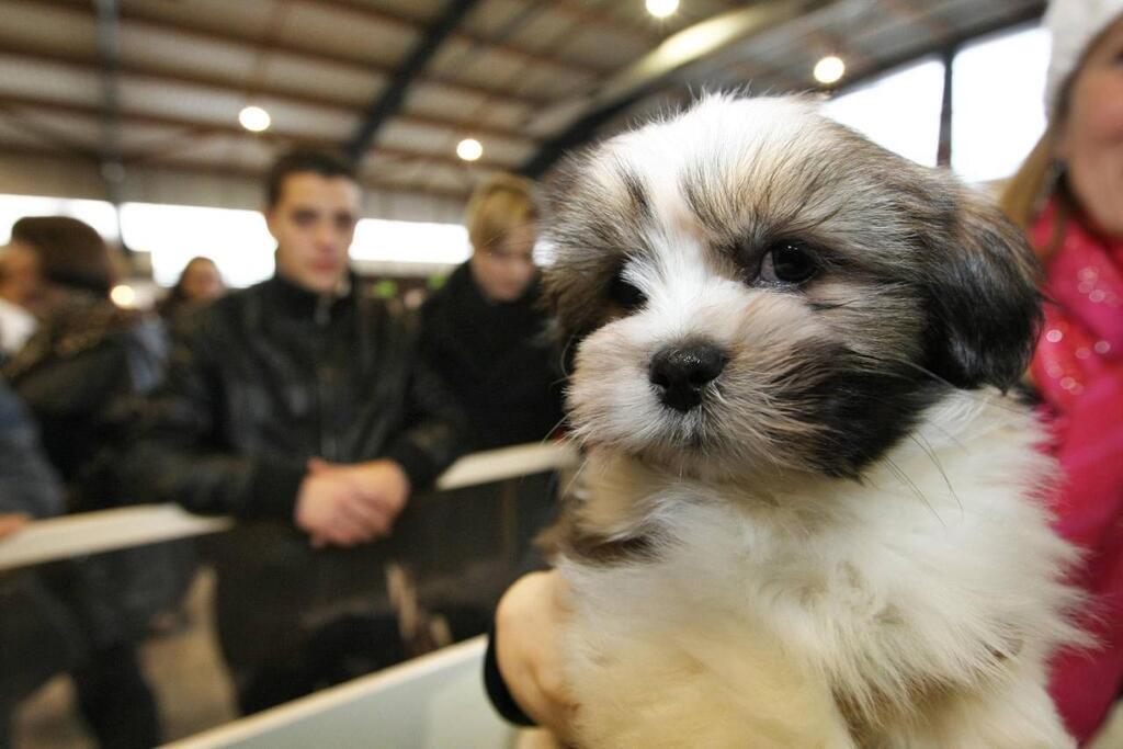 dimanche passe un bon chiot