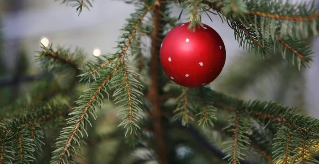 photo  les sapins de noël vont déserter les salons dans les jours à venir.  &copy;  archives 