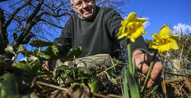 photo  conlie, vendredi 5 janvier 2024. dans le jardin de gilbert courant, des jonquilles en fleurs au début de l’hiver. du jamais vu selon lui.  &copy;  le maine libre-denis lambert 