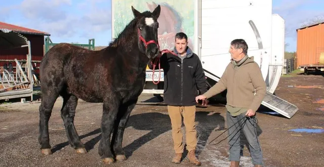 photo  guillaume et bernard teinturier accompagnent « nutella de la haize » jusqu’à son embarquement pour les états-unis.  &copy;  ouest-france 