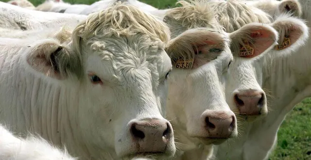 photo  au cours de l’audience, l’agriculteur a expliqué ne pas être contre les contrôles, mais tout faire pour protéger son élevage. (image d’illustration).  &copy;  archives ouest france 