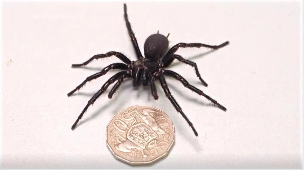Australie. Découverte du plus gros spécimen d’Atrax robustus, l’araignée la plus venimeuse au