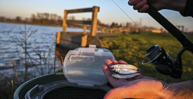 photo  des pétitions réclament l’interdiction de la vente de vif dans les magasins decathlon. la fédération des pêcheurs de la sarthe répond à ceux qui veulent que la pêche au vif ne soit plus autorisée en france.  &copy;  le maine libre – denis lambert 