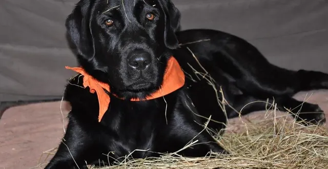 photo  play a disparu le 12 décembre 2023.  &copy;  facebook l’espoir pour play 