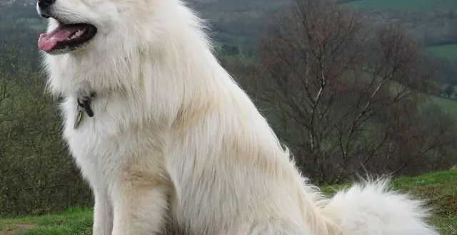 photo  un berger de laponie.  &copy;  wikimedia commons 