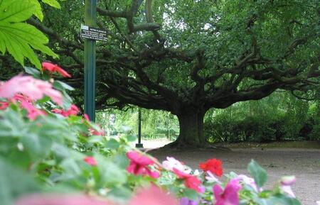 photo Le hêtre pleureur de Bayeux (Calvados) a été classé monument naturel, puis labellisé « arbre remarquable de France ». Archives Ouest-France 