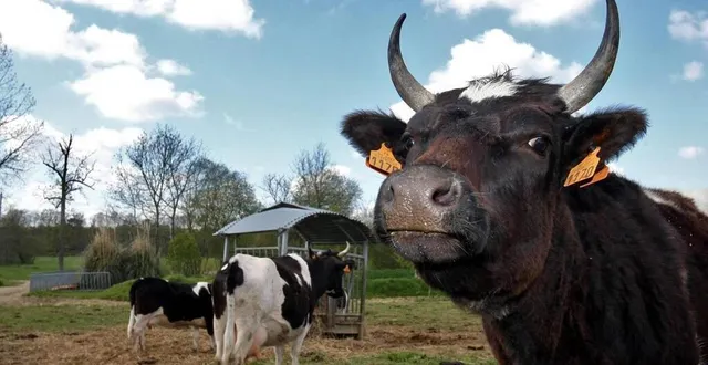 photo  l’abattoir de craon, visé par l’association l214, voit passer 4 500 animaux de plusieurs espèces chaque année.  &copy;  thiery creux / archives ouest-france 