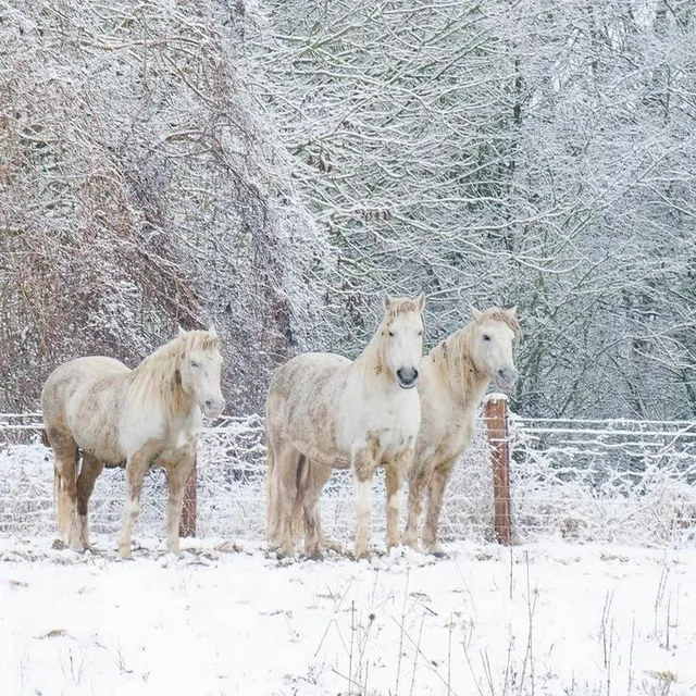 photo au clos menou, les chevaux ne semblent pas perturbés par la neige…  ©  jean-claude desserre