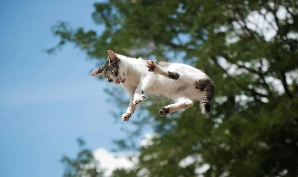 Les chats retombentils vraiment toujours sur leurs pattes ?
