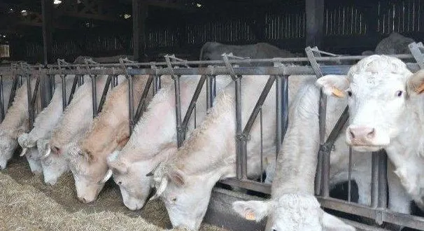 photo  un élevage de charolaises.  &copy;  ouest-france 