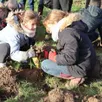photo 800 arbres ont été plantés à solesmes lundi 22 et mardi 23 janvier 2024, dont quelques-uns par les enfants de l’école de solesmes (sarthe).