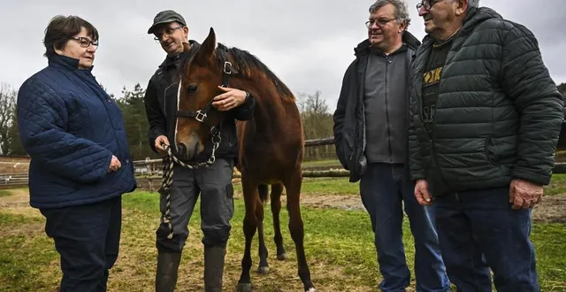photo  vaas, jeudi 25 janvier 2024. gisèle, stéphane, jean-françois et jean-pierre (de gauche à droite) suivront de très près hohneck et izoard védaquais ce dimanche au prix d’amérique. deux chevaux nés chez eux.  &copy;  le maine libre – denis lambert 