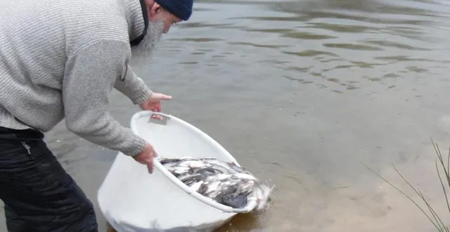 photo  110 kg de poissons ont été relâchés dans l’étang des grélories.  &copy;  co 
