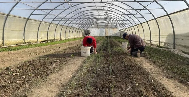 photo  les salariés de l’aifr en maraîchage de flers (orne) nettoient les serres avant l’arrivée du printemps.  &copy;  ouest-france 