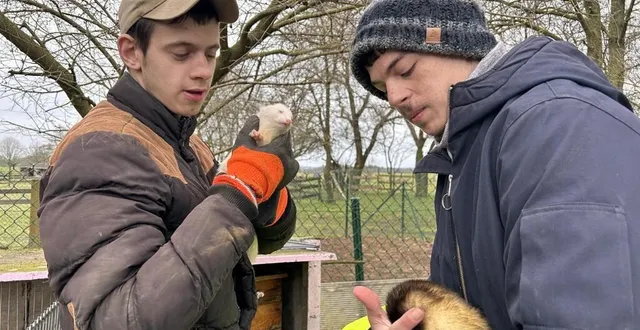 photo  kevin et dorian ont débuté leur matinée de travail à la ferme pédagogique l’envol, à allonnes (sarthe) par des câlins aux furets.  &copy;  ouest-france 