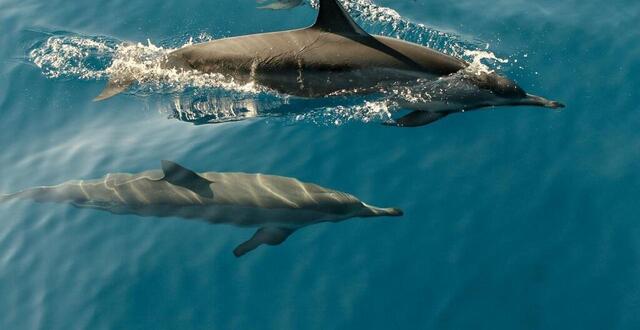 photo  les dauphins peuvent communiquer de manière très efficace. 