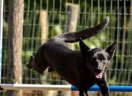 photo  pieta, la chienne qui fera des tours lors de cette soirée spectacle.  &copy;  audrey patrice 