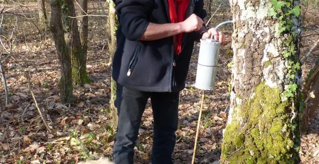 photo  aldo entame sa neuvième récolte de sève de bouleau.  &copy;  le maine libre 