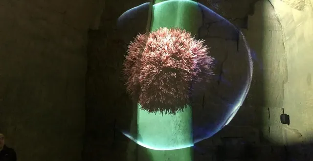 photo  la reconstitution vidéo d’un oursin vieux de 11 millions d’années, emblématique de l’ancienne mer des faluns.  &copy;  ouest-france 