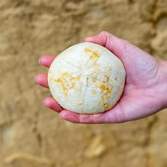 photo l’oursin fossilisé.  ©  mathieu pattier / ouest france