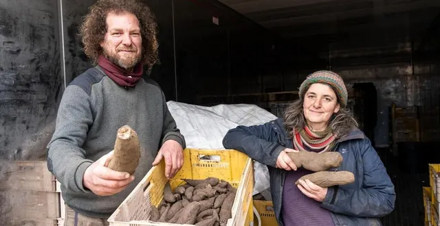 photo  damien fihey et isabelle perry cultivent des poires de terre. un légume qui, selon eux, gagne à être connu.  &copy;  le maine libre xavier sarrat 