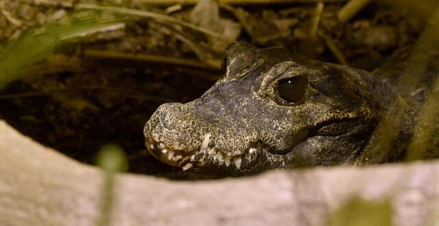photo  un crocodile dans un vivarium à plouagat dans les côtes-d’armor. photo d’illustration. 