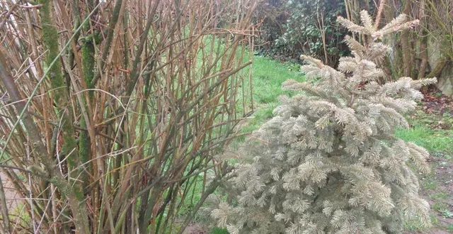 photo  broyage des végétaux à torfou,le samedi 17 février.  &copy;  ouest-france 