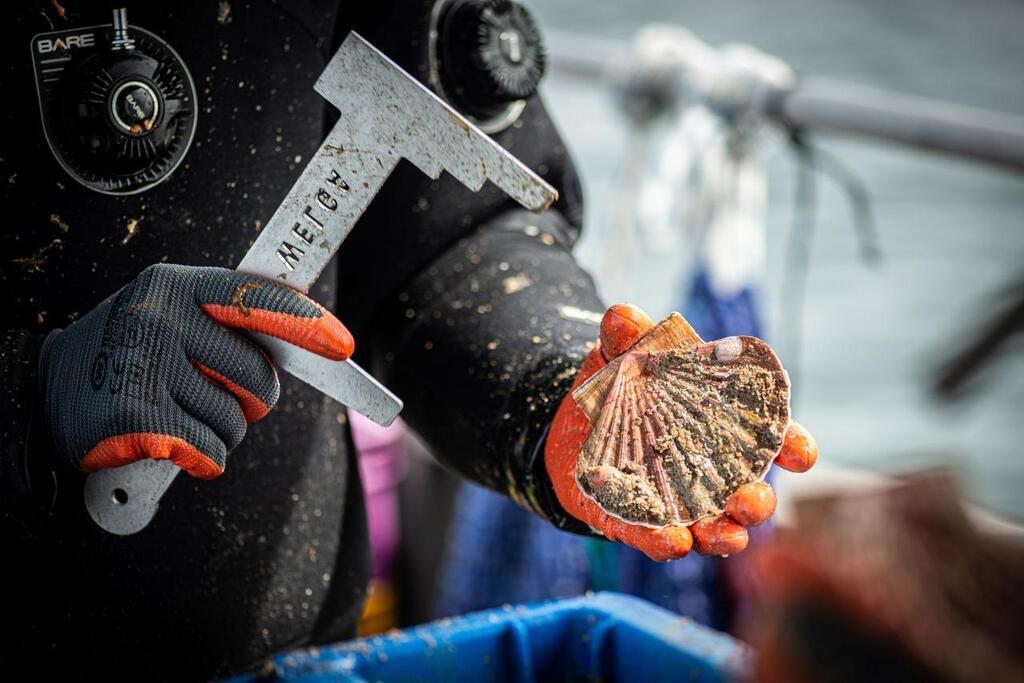 REPORTAGE Ces Plongeurs Cueillent Les Plus Belles Coquilles Saint Jacques De La Baie De Saint