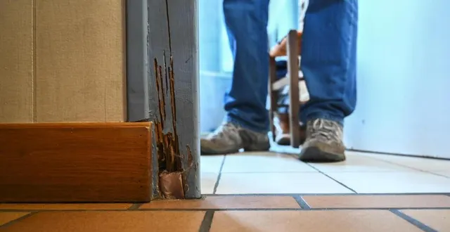 photo  les termites peuvent causer d’importants dégâts sur le bois.  &copy;  archives le maine libre – denis lambert 