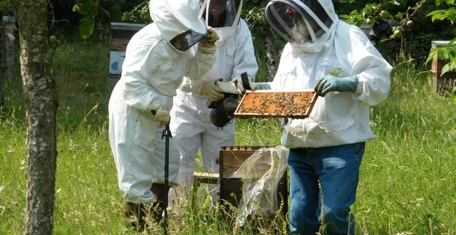 photo  l’association organise cinq séances afin de s’initier à l’apiculture.  &copy;  archives le maine libre 