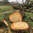 photo article Abattage et vol de vingt gros chênes sous le nez des voisins dans cette ville de Loire-Atlantique 