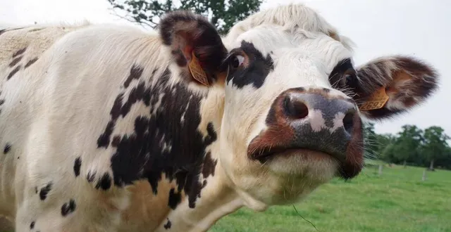 photo  treize vaches, dont plusieurs de race normande, représenteront la sarthe au 60e salon de l’agriculture, du 24 février au 3 mars 2024.  &copy;  archives ouest-france 
