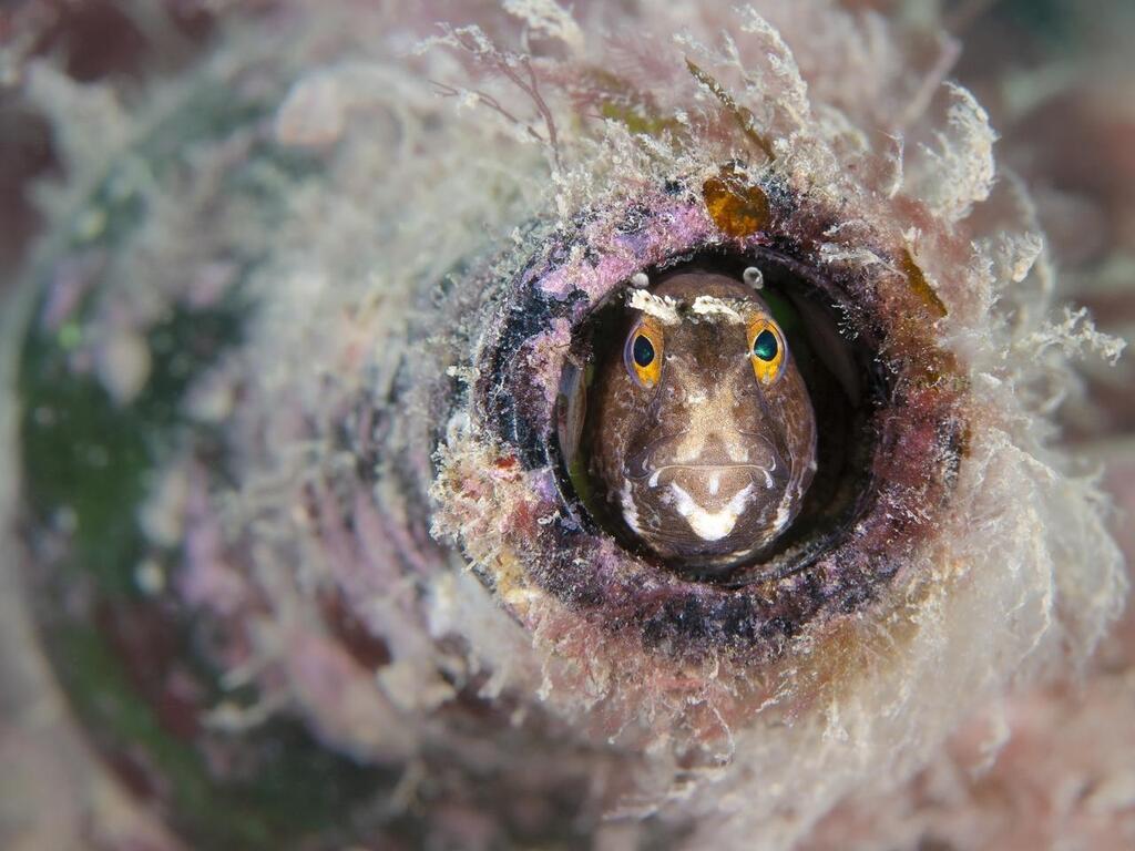 Voici les photographies sous-marines les plus époustouflantes de l'année -  Laval.maville.com