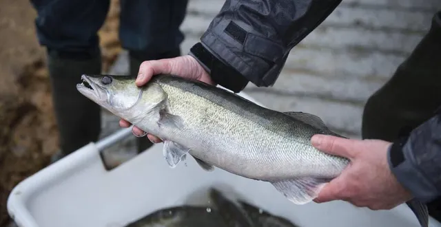 photo  l’association paz a noté que des empoissonnements avaient été réalisés un peu partout dans la région ces derniers jours. une pratique qu’elle dénonce, au nom du bien-être animal. photo d’illustration.  &copy;  archives david adémas, ouest-france 