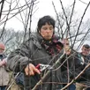 photo  stéphanie dorizon, de la pépinière genetay, lors d’une séance d’initiation à la taille des arbres fruitiers en février 2023, à sablé-sur-sarthe. 