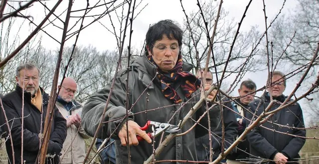 photo  stéphanie dorizon, de la pépinière genetay, lors d’une séance d’initiation à la taille des arbres fruitiers en février 2023, à sablé-sur-sarthe.  &copy;  ouest-france 