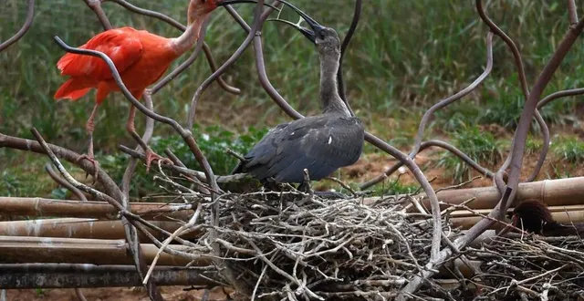 photo  le bioparc lance un appel aux particuliers pour le don de branches de saule ou de bouleau à destination des nids d’oiseaux.  &copy;  archives co – laurent combet 