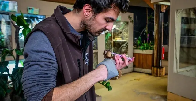 photo  mardi 20 février 2024. maxime thué, vétérinaire au spaycific zoo, prodigue des soins au phalanger qu’il a opéré une semaine plus tôt.  &copy;  photo le maine libre - yvon loué 