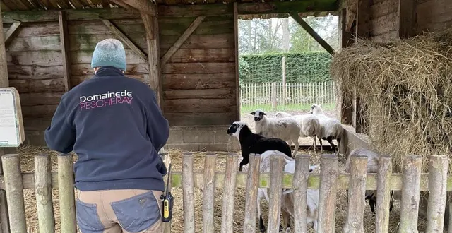 photo  une soigneuse de l’esat du zoo de pescheray (sarthe) donne à manger aux moutons paint du désert.  &copy;  ouest-france 