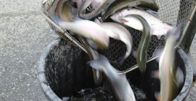 photo  100 kg ont été déversés pour ce lâcher de truites.  &copy;  le maine libre 