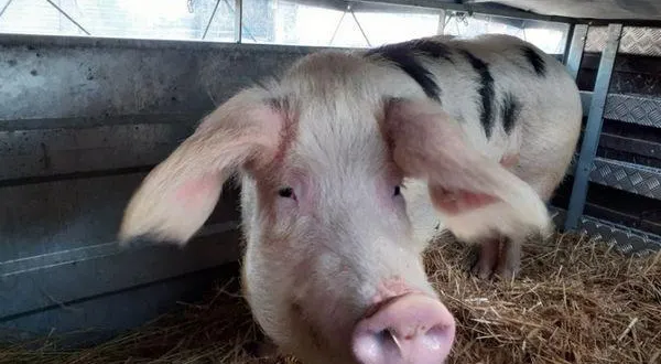 photo  samantha, la truie de l’arche de la nature, médaillée au salon de l’agriculture.  &copy;  dr 