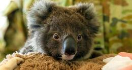 Info insolite  le koala est une espèce en danger en australie. (photo d’illustration) 