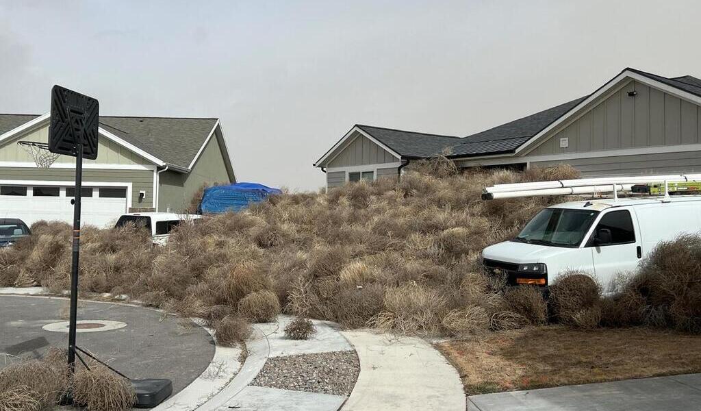 C’est quoi ces « tumbleweeds » qui envahissent les États-Unis, comme ...